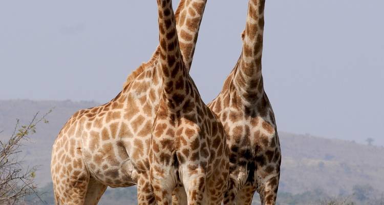 Day Trip to Mkomazi National Park - Afrishare Trekking And Safaris 4