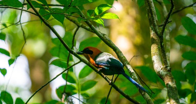 Colorful bird perched on a branch in a forest.