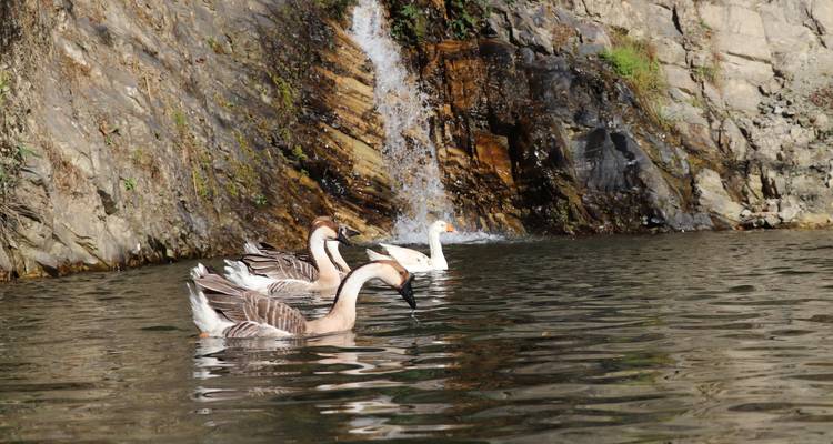 Groep eenden zwemmend bij een waterval naast een rotsachtige klif.
