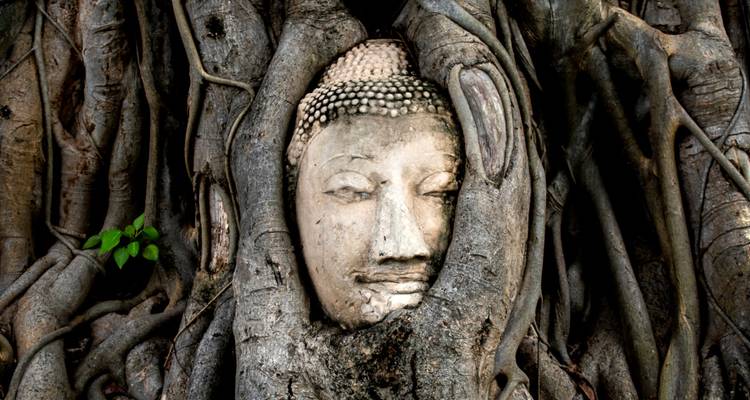 Boeddhahoofdsculptuur omstrengeld door boomwortels.