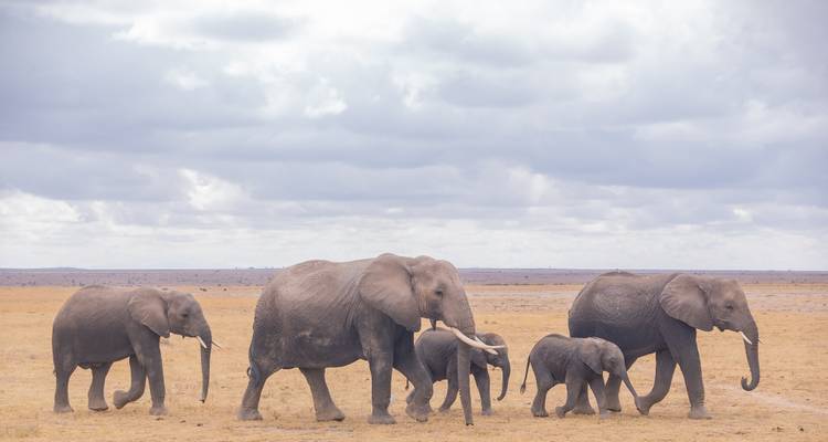 Affordable Kenya Tanzania Safari - Holiday Destination Safaris 3