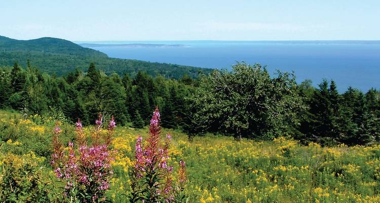 Des fleurs sauvages en fleur sur une colline herbeuse surplombant des pentes boisées et l'océan lointain au Cap-Breton.
