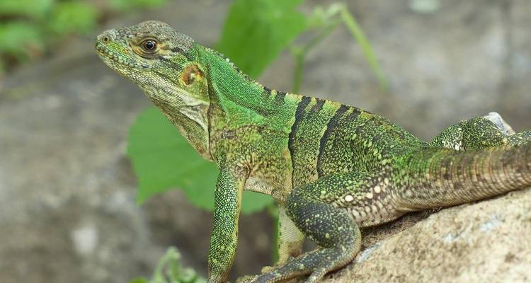 Tailor-Made Best Costa Rica Tour with Daily Departure - Agate Travel 4