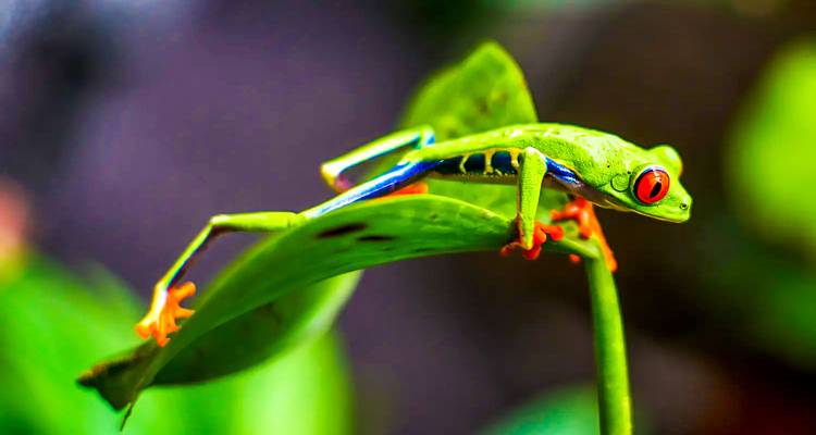Gros plan d'une rainette aux yeux rouges colorée sur une feuille