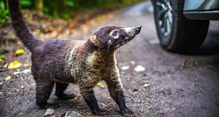 Coati debout sur une route avec une expression curieuse