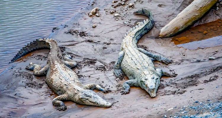 Deux crocodiles se reposant sur une rive boueuse