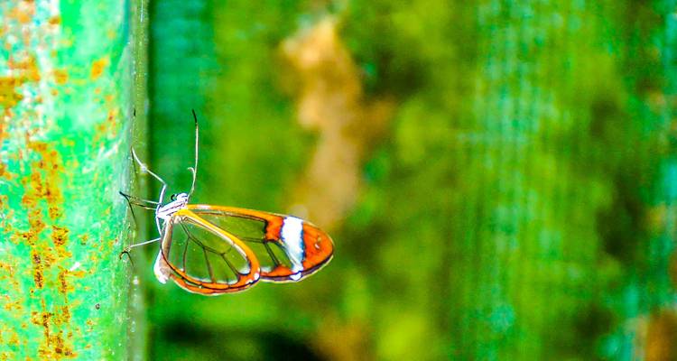 Papillon sur une clôture en fil de fer vert