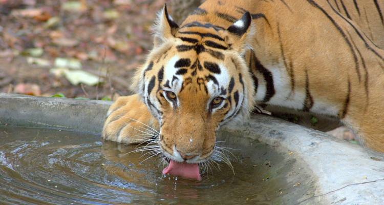 Safari tout compris dans les parcs nationaux de Kanha et Bandhavgarh - Real viaggi india  1