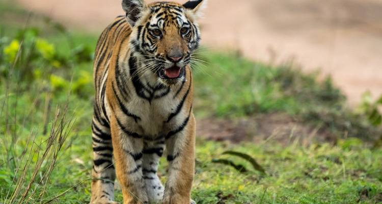 Safari tout compris dans les parcs nationaux de Kanha et Bandhavgarh - Real viaggi india  4