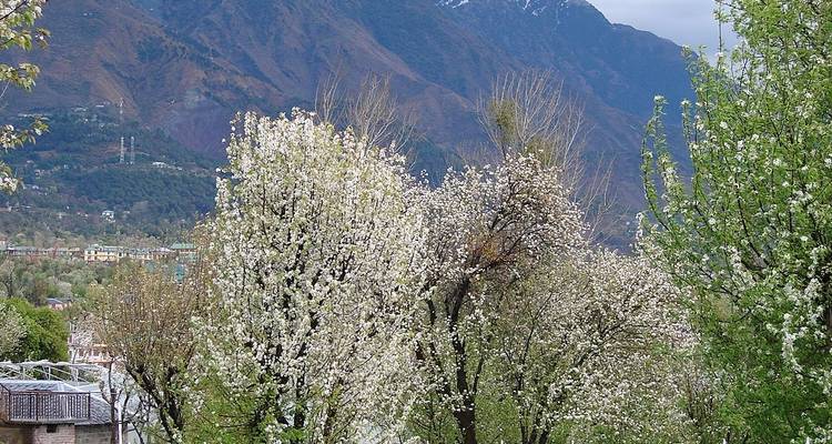 Blooming trees with a mountainous backdrop.