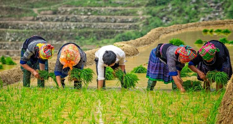 Gruppe von Frauen, die Reissetzlinge im flachen Wasser von Terrassenfeldern pflanzen.