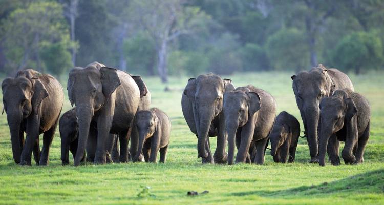 Visite privée de 10 jours au Sri Lanka - L'époustouflante île d'émeraude de l'océan Indien - IHCT Heritage & Adventure  Tours 1
