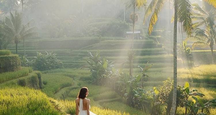Malerische Aussicht auf eine Frau in einer Reisterrasse mit durchströmendem Sonnenlicht.