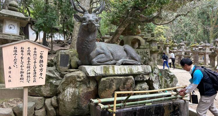 Un visitante enjuagándose las manos en una fuente de piedra con forma de venado rodeada de linternas cubiertas de musgo en el bosque del Santuario Kasuga Taisha de Nara.