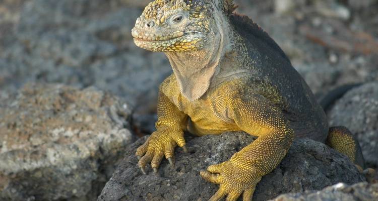 Ecuador y las islas Galápagos - Wingbuddy 4