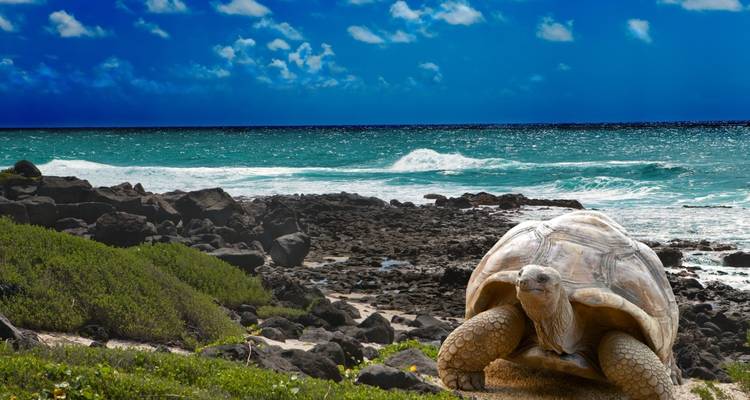 Ecuador y las islas Galápagos - Wingbuddy 7