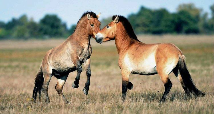 Twee wilde Przewalski-paarden die steigeren en snuffelen in een open grasachtige steppe