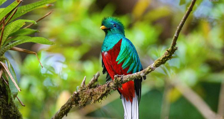 Pájaro colorido posado en una rama con cuerpo verde y rojo.