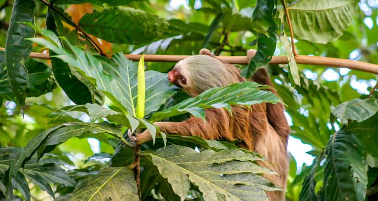 Perezoso subiendo un árbol en la jungla.