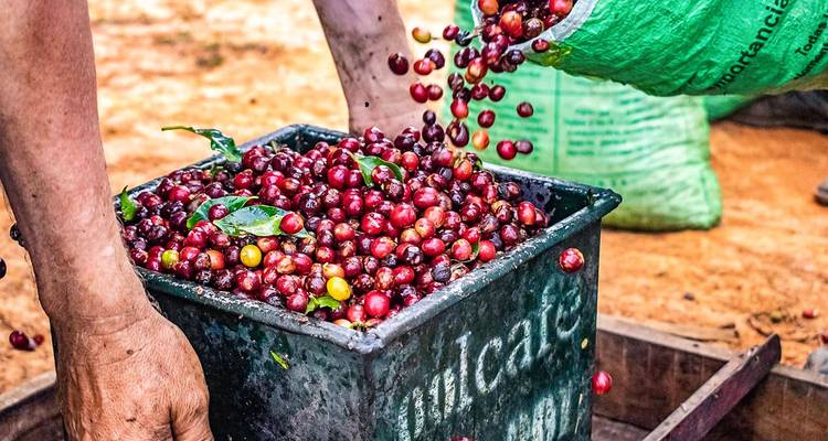 Contenedor lleno de cerezas de café recién recolectadas.