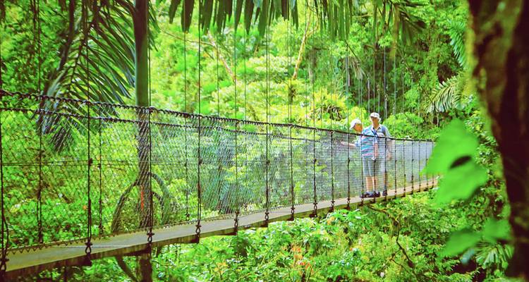 Personas caminando por un puente colgante en un bosque denso.