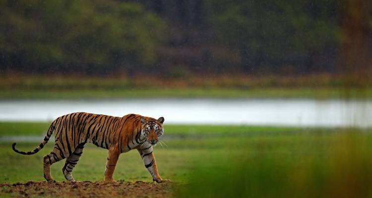 India: The Taj & The Tigers W/Private guide - Wanderful Holidays LLC 4