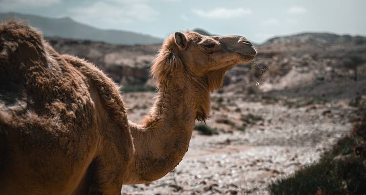 Trek de Petra à Wadi Rum - Experience Jordan 2