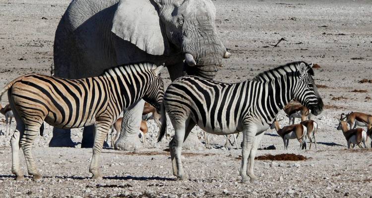 Zebras, Elefanten und Antilopen versammelten sich an einem ausgetrockneten Wasserloch in der afrikanischen Ebene