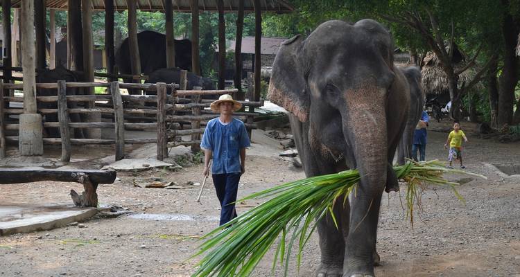 Tailandia - Bangkok Chiang Rai Phuket - Bucket List Group Travel LLC 4