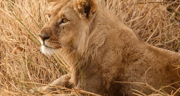 Le meilleur du Botswana et des chutes Victoria - 12 jours - On The Go Tours 10