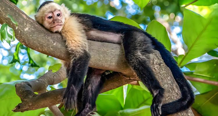 Mono capuchino descansando en la rama de un árbol.