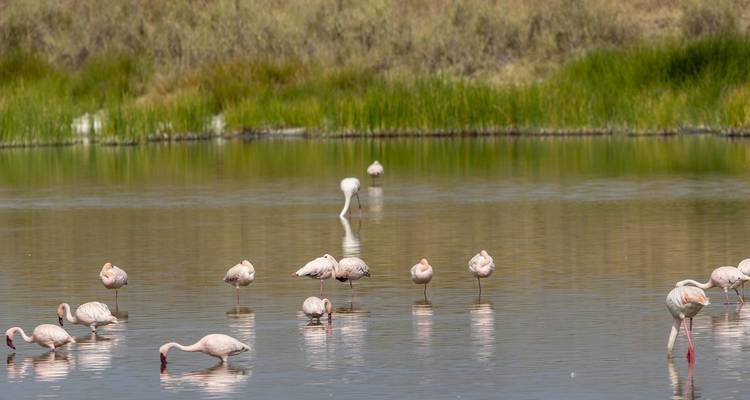 Eine Gruppe von Flamingos, die in flachem Wasser fressen.