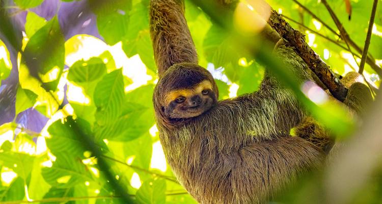 Perezoso colgando de la rama de un árbol en un área boscosa.