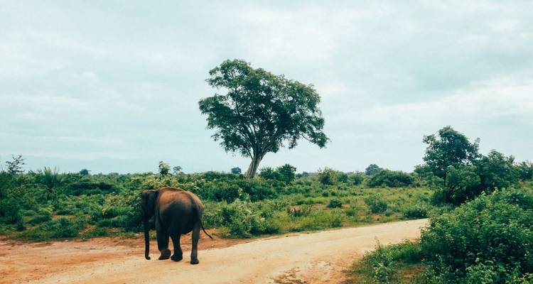 Sri Lanka 4 Day Trip - Holiday Lanka Tours 3