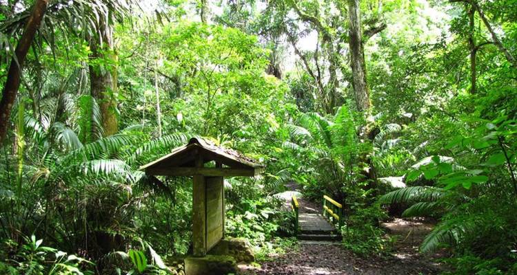 Sentier de jungle dense et verdoyante avec panneau d'information en bois et pont étroit invitant à l'exploration dans une forêt tropicale humide.