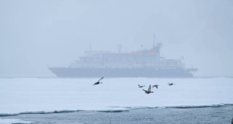 Exploration approfondie au pays de l'ours polaire - Poseidon Expeditions 5