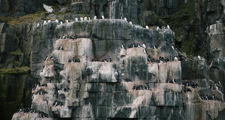 Exploration approfondie au pays de l'ours polaire - Poseidon Expeditions 3