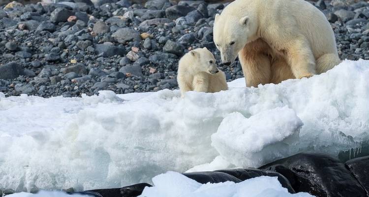 Exploration approfondie au pays de l'ours polaire - Poseidon Expeditions 7