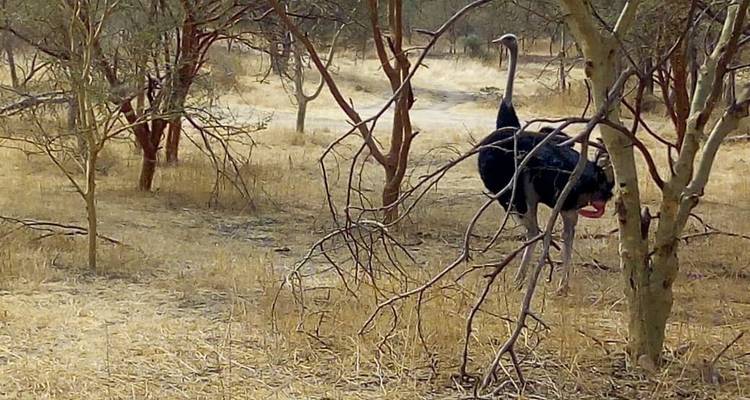 17 Days 16 Nights SeneGambia Adventure Safari ( comfort) - Across Africa Tours & Travel 1