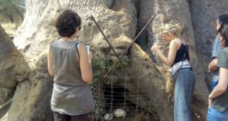 Menschen, die einen großen Baum mit einem vergitterten Eingang betrachten.