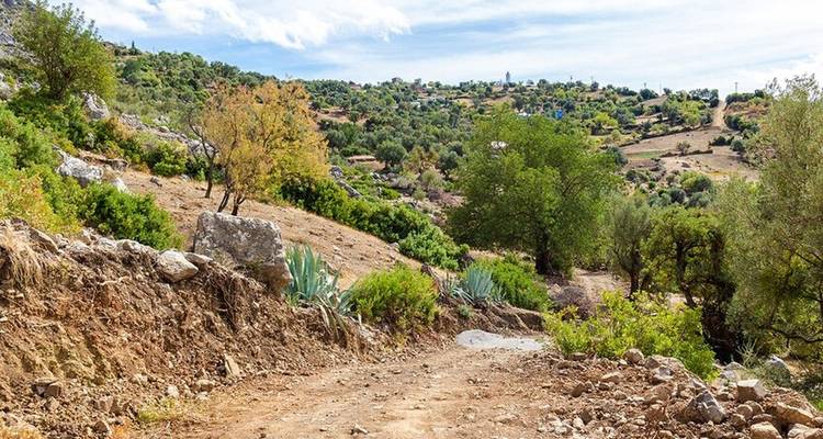 Ländlicher Weg durch eine Landschaft mit Bäumen und Hügeln