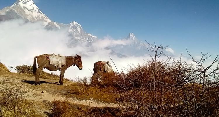 Muldai, Poon Hill, & Mohare Trek - Mount Adventure Holidays Pvt.Ltd 3