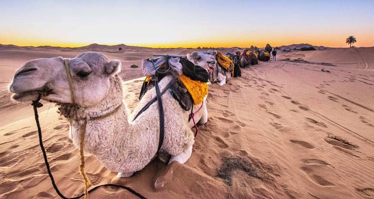 Kamelen rustend op een woestijnduin met schilderachtige zonsondergang.