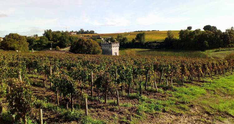 Paisaje de viñedo con una pequeña torre de castillo.