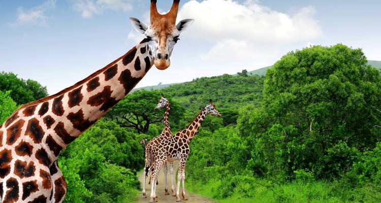 Afrique du Sud : Rendez-vous avec la faune sauvage et l'emblématique ville du Cap - Wanderful Holidays LLC 2