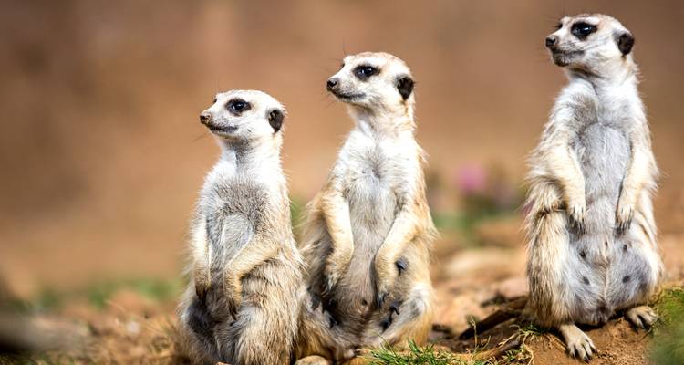 Afrique du Sud : Rendez-vous avec la faune sauvage et l'emblématique ville du Cap - Wanderful Holidays LLC 7