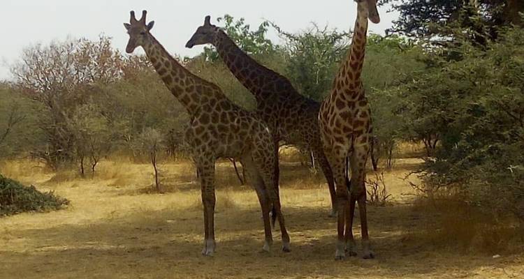 SeneGambia Adventure Safari (confort)17 Jours 16 Nuits - Across Africa Tours & Travel 2