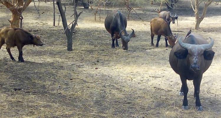 SeneGambia Adventure Safari (confort)17 Jours 16 Nuits - Across Africa Tours & Travel 4