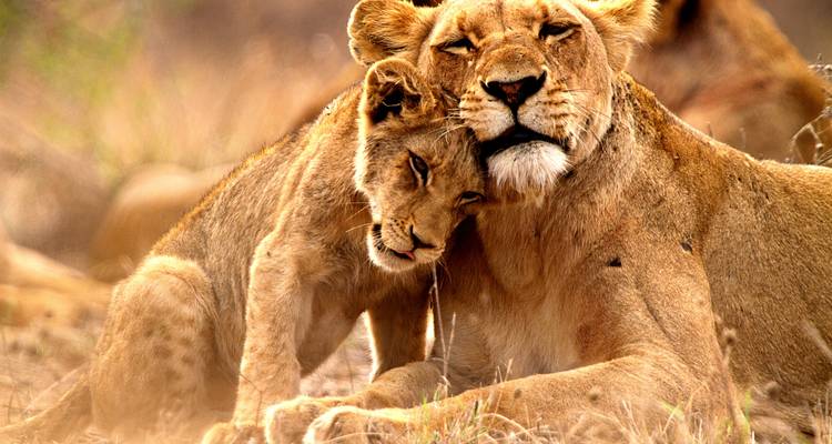 Afrique du Sud : Faune, Route des Jardins et Ville Mère Le Cap - Wanderful Holidays LLC 2