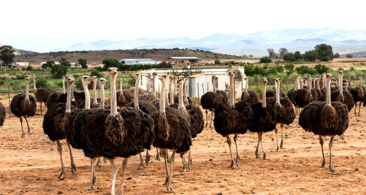 Afrique du Sud : Faune, Route des Jardins et Ville Mère Le Cap - Wanderful Holidays LLC 4